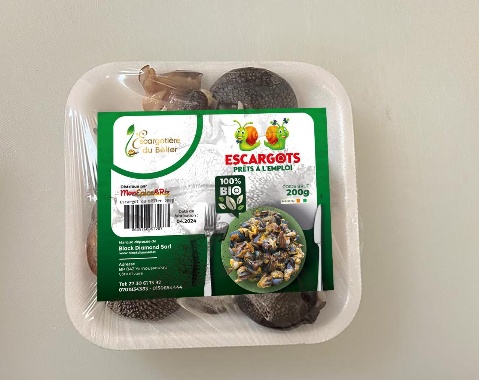 Escargots Achatina Achatina